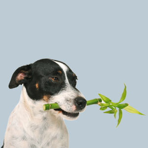 Dog with branch in his mouth. Canine herbal therapy.